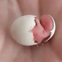 nacimiento huevo