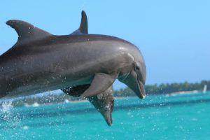 dolphin-855574_640