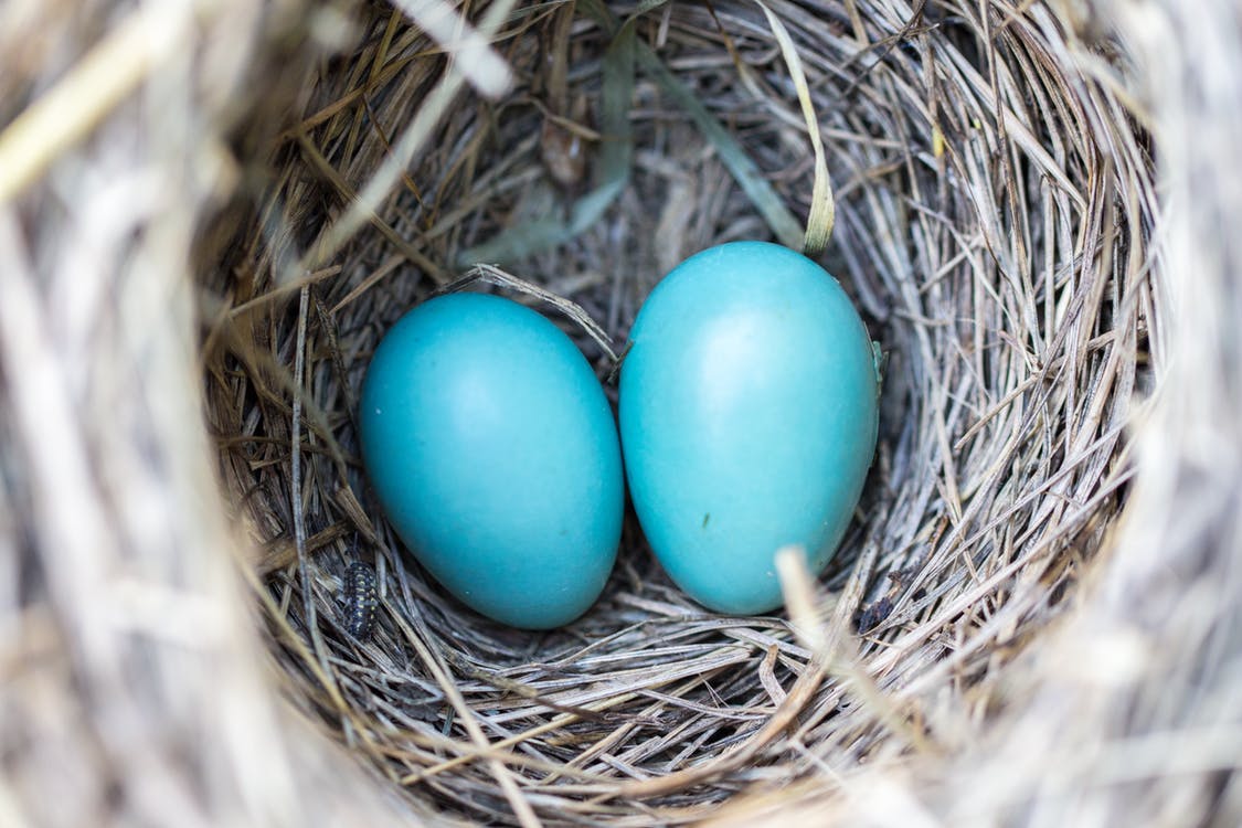 Los pájaros tambien se divorician