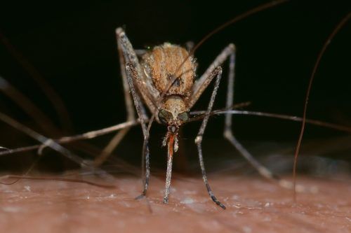 cómo acabar con los mosquitos