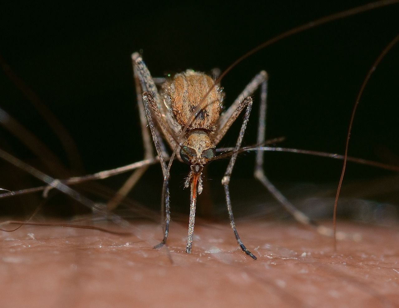 mosquitos: cómo acabar con ellos